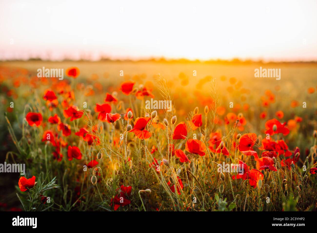 Red poppies field at sunset. Soft focus Stock Photo - Alamy