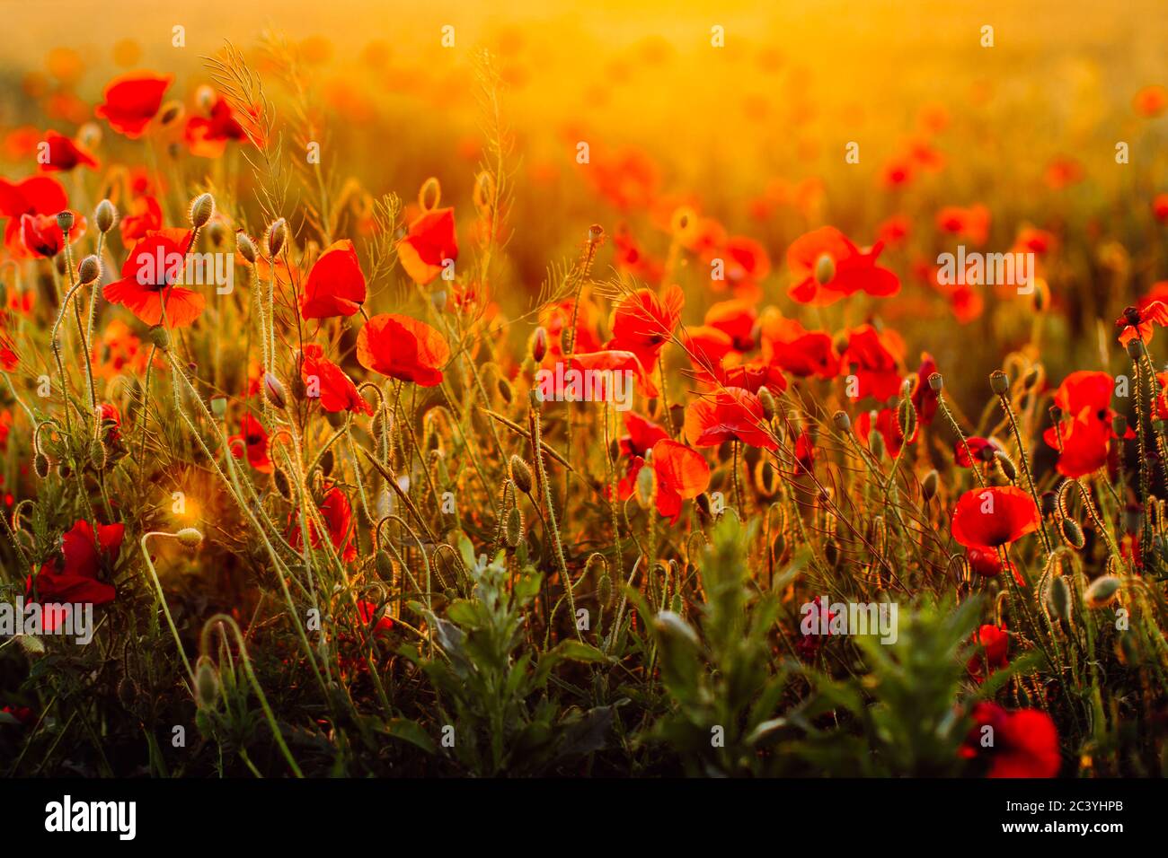 Red poppies field at sunset. Soft focus Stock Photo - Alamy