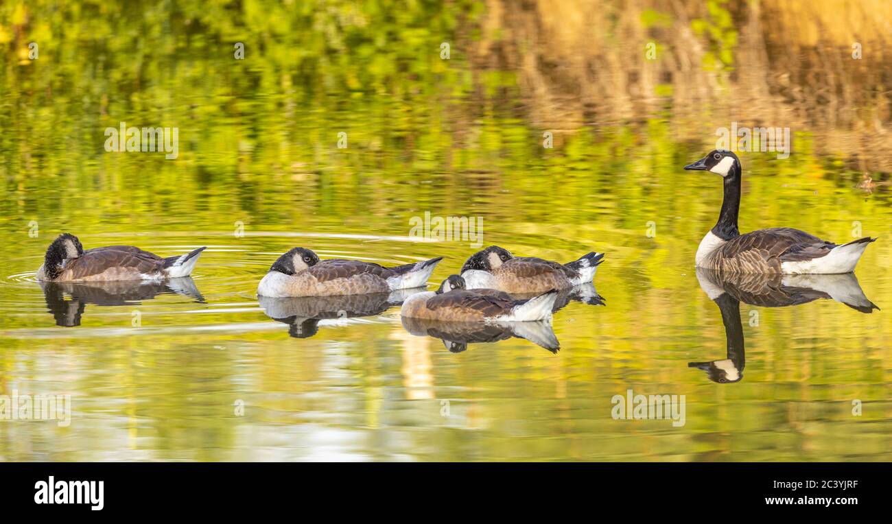 Family of canadian geese on a river Stock Photo