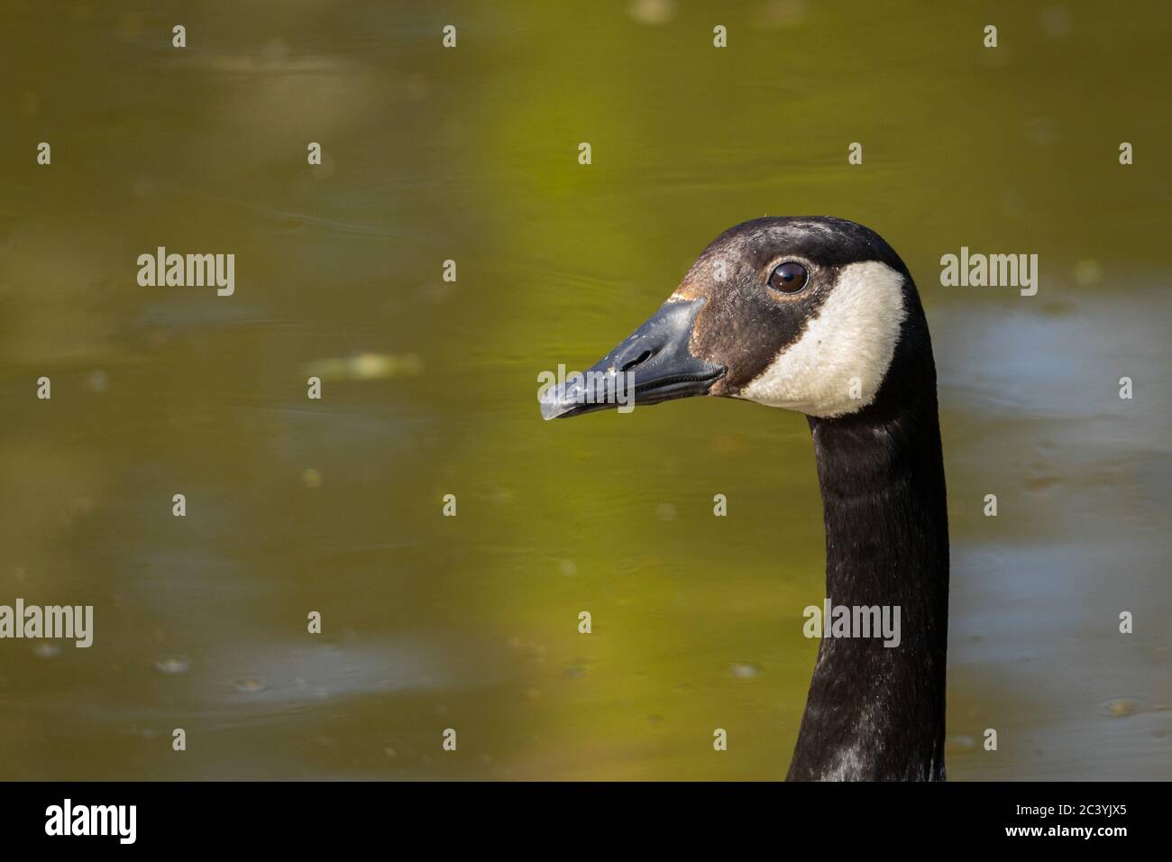Close up portrait of a Canadian goose. Stock Photo
