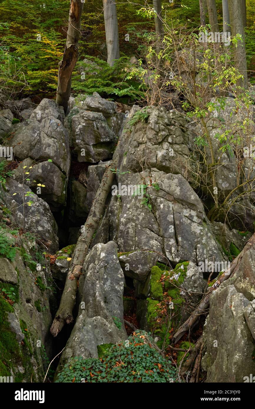 Felsenmeer, famous Nature Reserve, National Geotope, sea of rocks, rock chaos with old beeches and dead wood of Hemer, Germany, Europe. Stock Photo