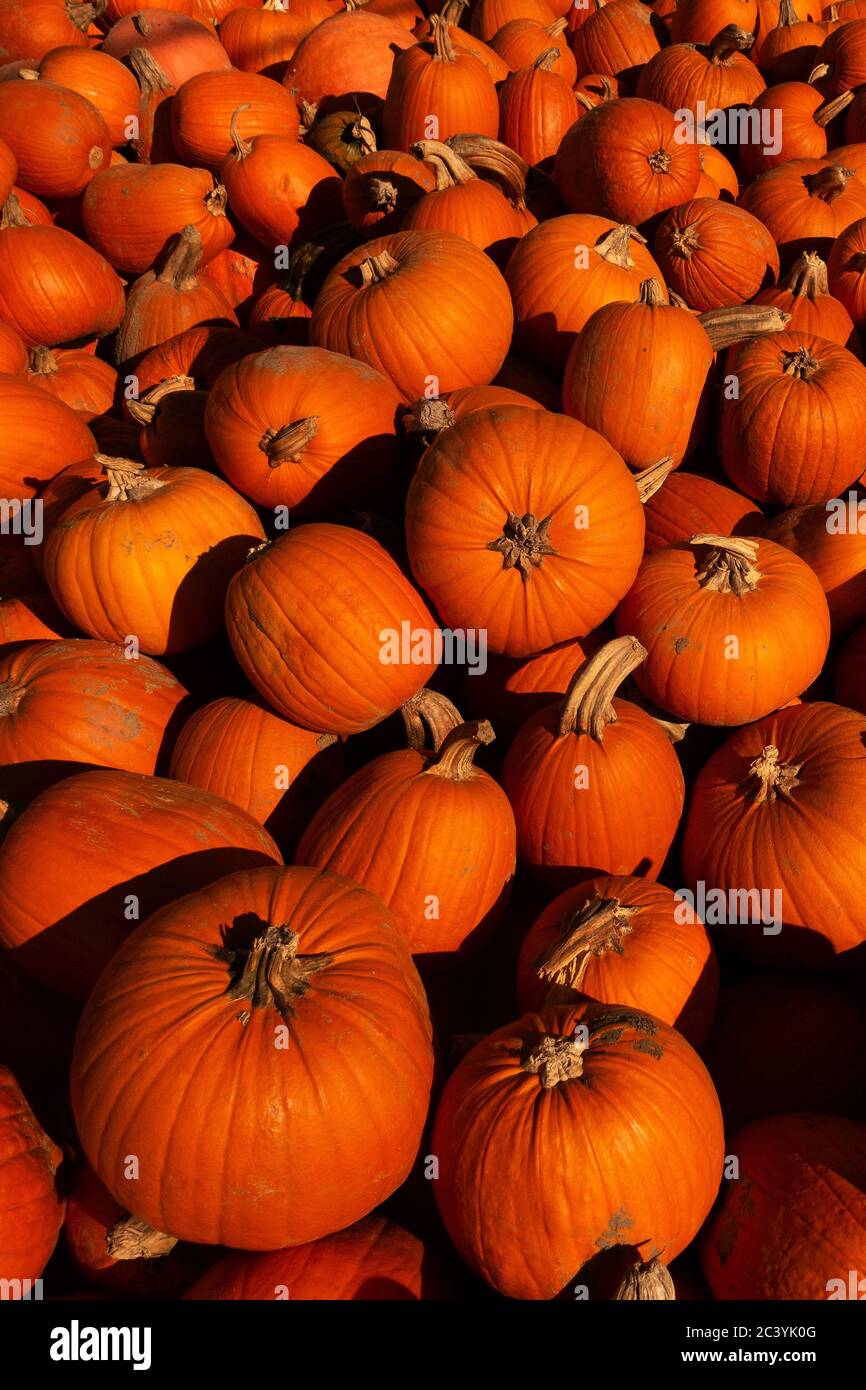 Harvested pumpkins, stacked pumkins, huge pile of pumpkins in fall, autumn, golden October, typical Halloween fruit. Stock Photo