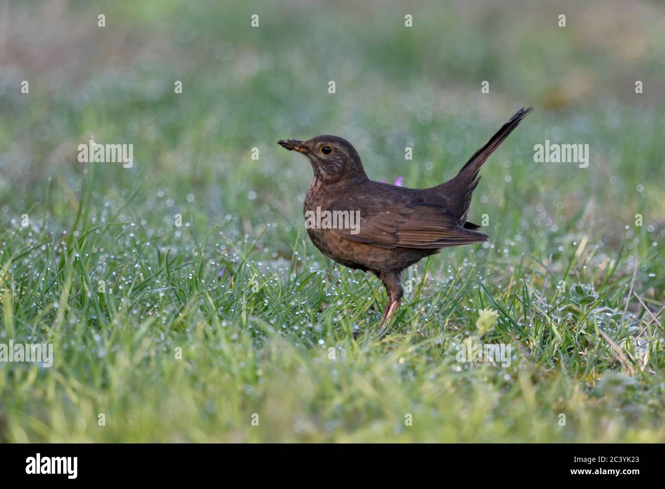 Common Blackbird / Amsel ( Turdus merula ), brown female, typical garden bird, sitting in grass, on the ground, in attentive  pose, side view, wildlif Stock Photo