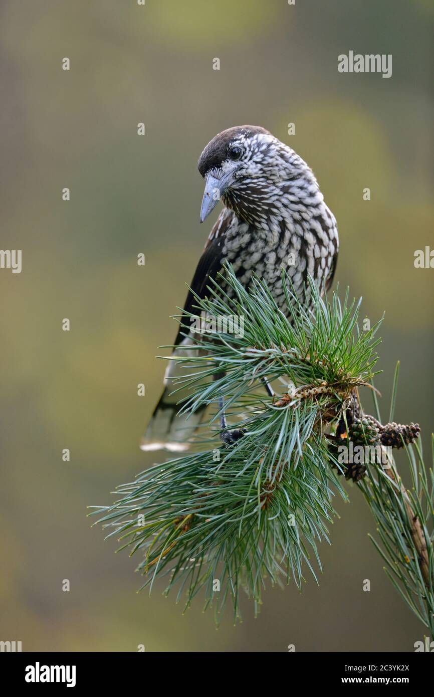 Spotted Nutcracker ( Nucifraga caryocatactes ), perched on the twig of a Swiss pine ( Pine cembra ), nice fall colors, wildlife, Europe. Stock Photo
