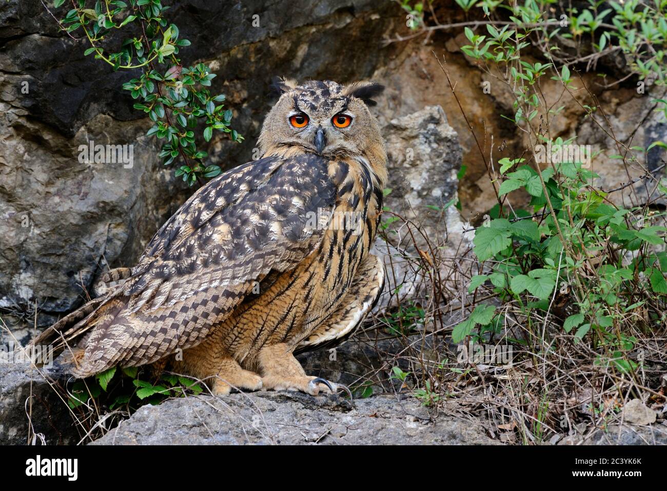 Eagle Owl ( Bubo bubo ), Eurasian Eagle-Owl, also called Northern Eagle Owl or European Eagle-Owl, perched on a rock ledge in a steep cliff, wildlife, Stock Photo