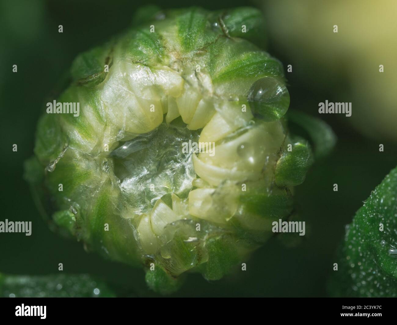 Macro shot of a wet green and pale lemon yellow Chrysanthemum bud and water droplets, in the garden Stock Photo