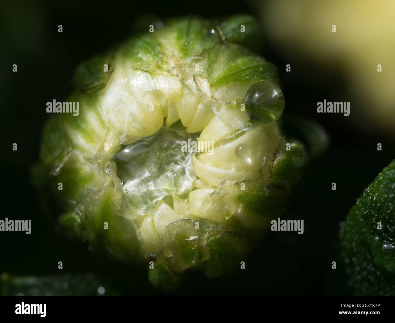 Water drops, Macro of a wet yellow and green Chrysanthemum flower bud blooming and water droplets, dark blurred background, Australian coastal garden Stock Photo