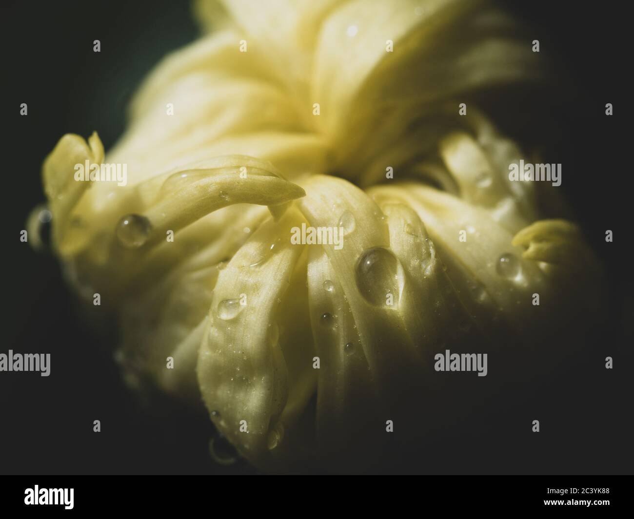 Flower with water drops, Macro shot of a wet yellow Chrysanthemum bud bursting into life, droplets, curled petals, blurred dark black background Stock Photo