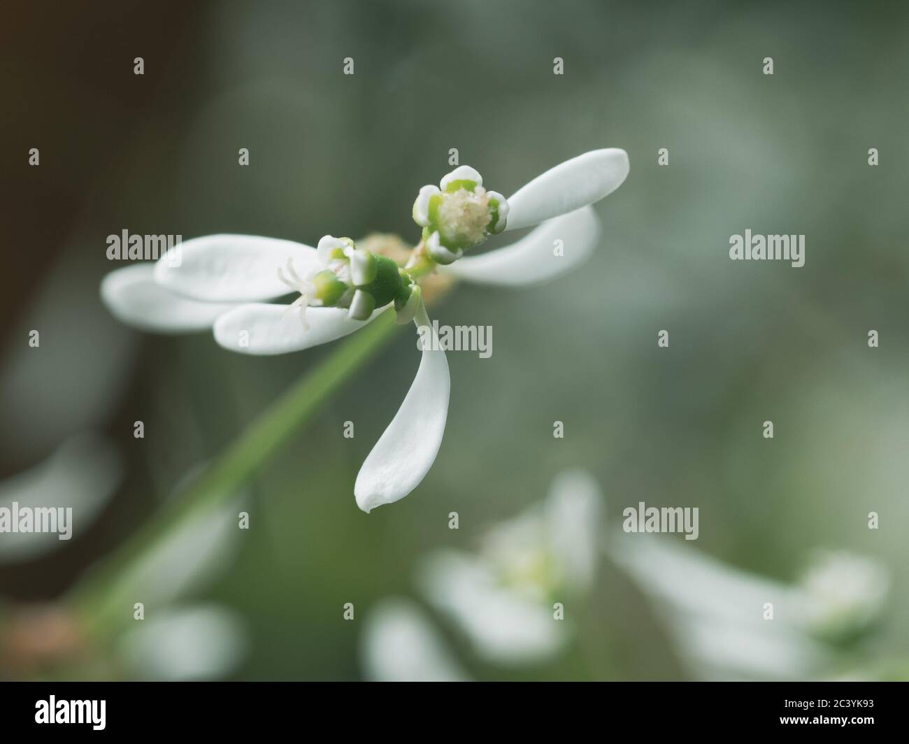 Macro of tiny white flowers of the Baby's Breath Euphorbia, with it's outer white bracts  looking like petals, the real flower is the tiny centre Stock Photo