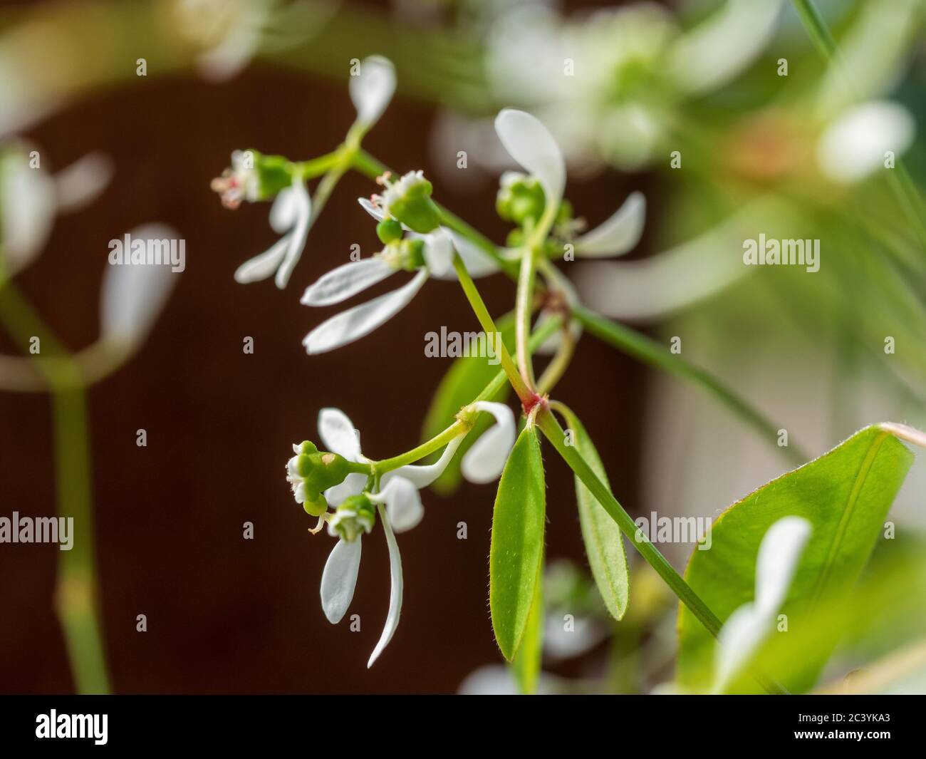 Close-up of tiny white flowers of the Baby's Breath Euphorbia, with it's outer white bracts  looking like petals, the real flower is the tiny centre Stock Photo