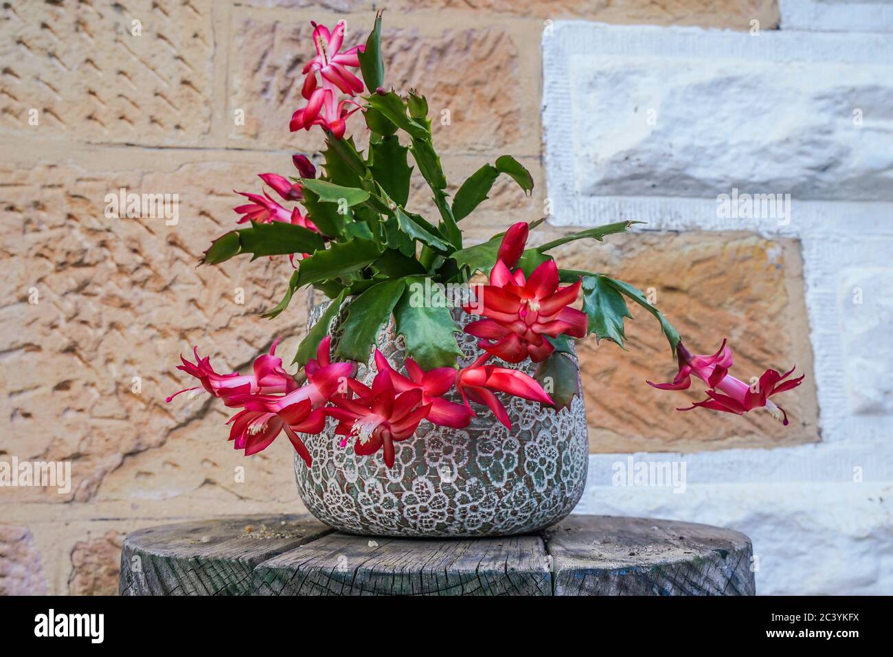 Flowering zygocactus, Schlumbergera truncata in a pot as a decoration.  Also known as false Christmas cactus, Christmas cactus or Thanksgiving cactus. Stock Photo