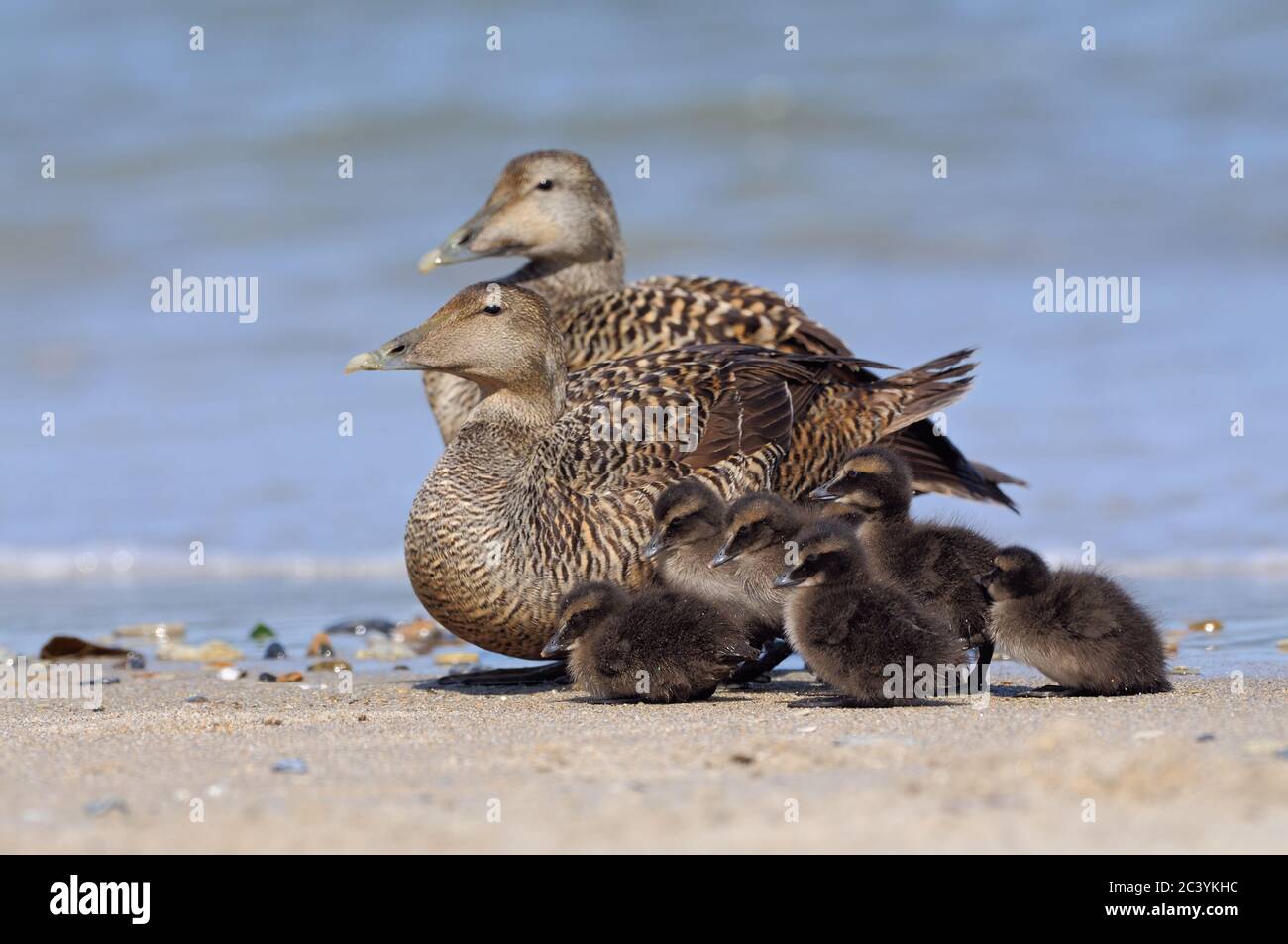Common Eider ( Somateria mollissima ), two females with chicks, on the beach, looks cute, Helgoland, Germany, wildlife, Europe. Stock Photo