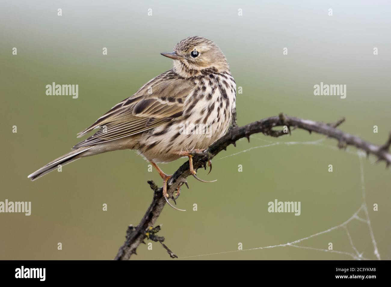 Meadow Pipit / Wiesenpieper ( Anthus pratensis ) perched elevated on top of a thorny tendril, watching back over its shoulder, wildlife, Europe. Stock Photo