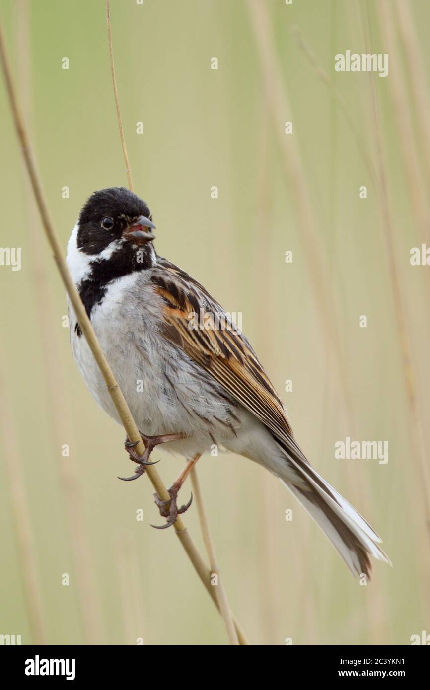 Reed Bunting ( Emberiza schoeniclus ), adult male, perched on a phragmites reed stem, singing, nice surrounding, wildlife Europe. Stock Photo