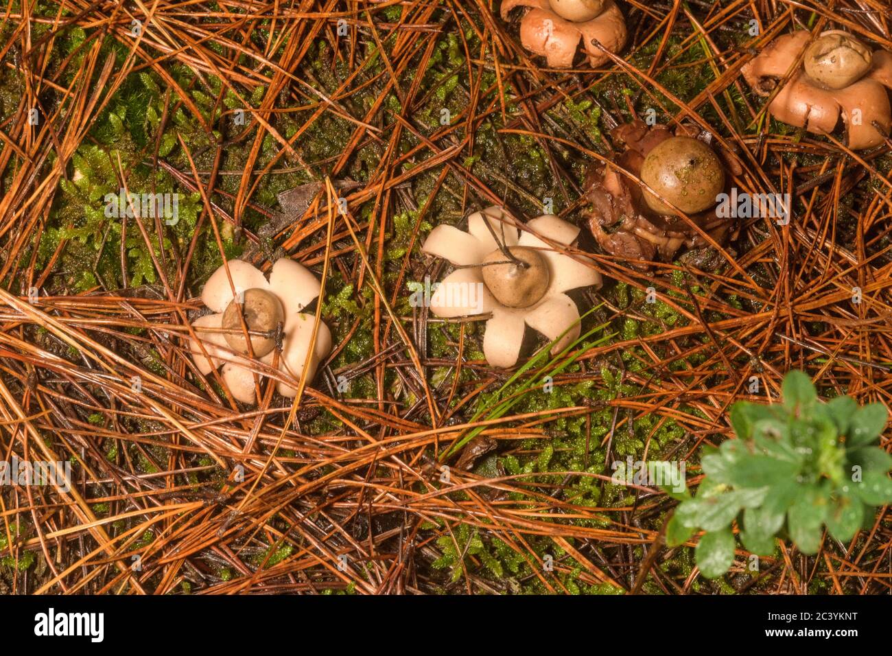 Autumn in the Pine wood and  Earth Star fungi grow beside the track Stock Photo