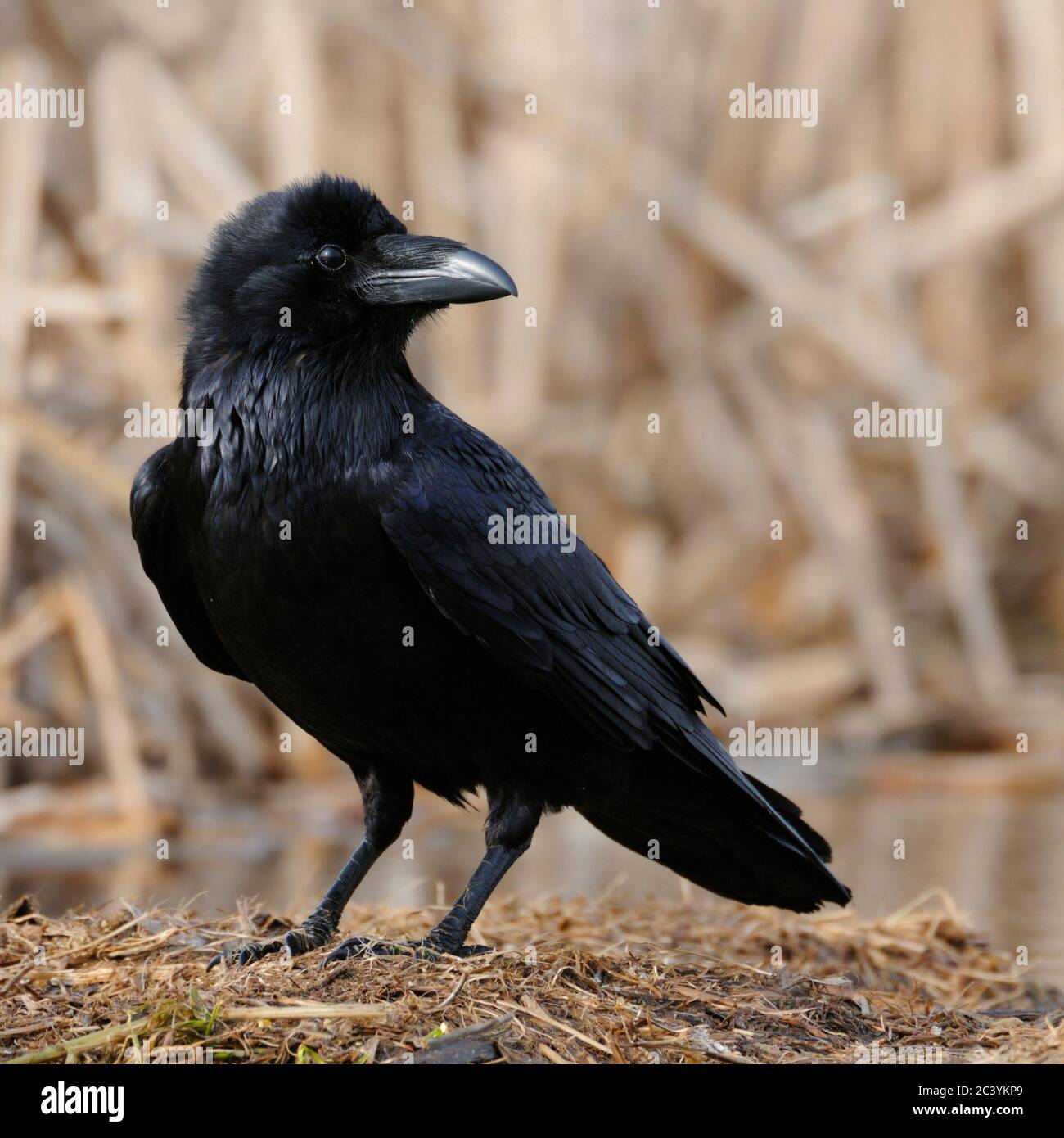 Kolk Rabe Common Raven / Kolkrabe ( Corvus corax ) perched on the ground ...