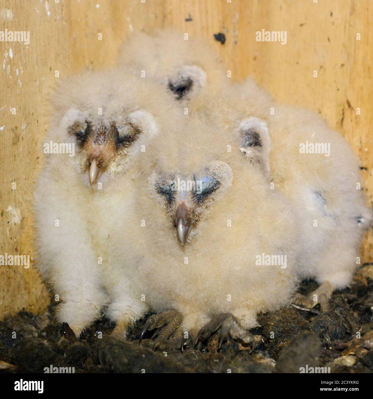 Barn Owl ( Tyto alba ), chicks, offspring, crouched, sitting in their nesting aid, sleeping, cute and funny animal babies, wildlife, Europe. Stock Photo
