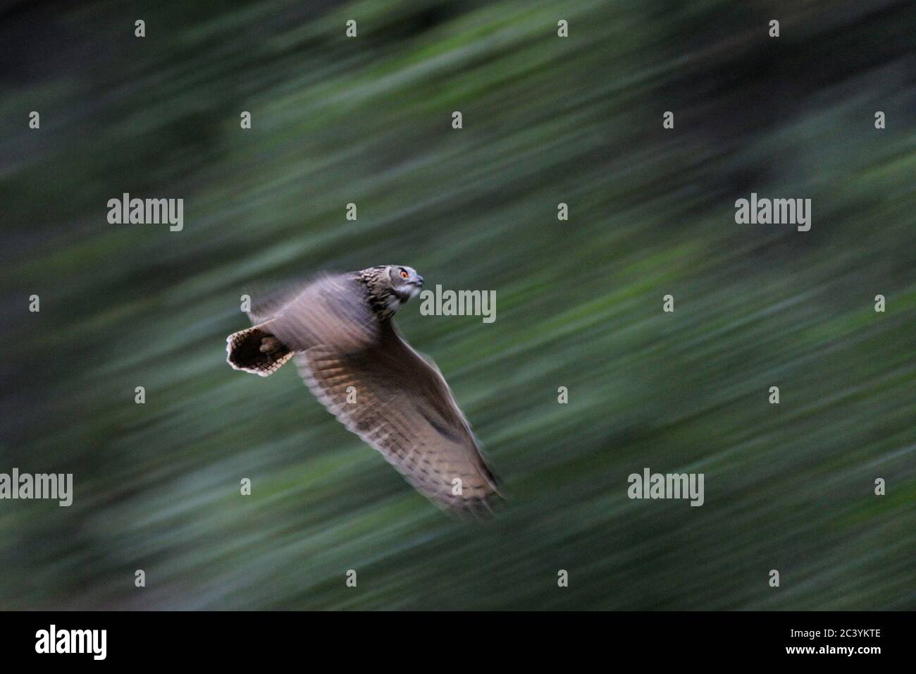 Eagle Owl ( Bubo bubo ), Eurasian Eagle-Owl, also called Northern Eagle Owl or European Eagle-Owl in fast and powerful flight, flying, panning shot, w Stock Photo