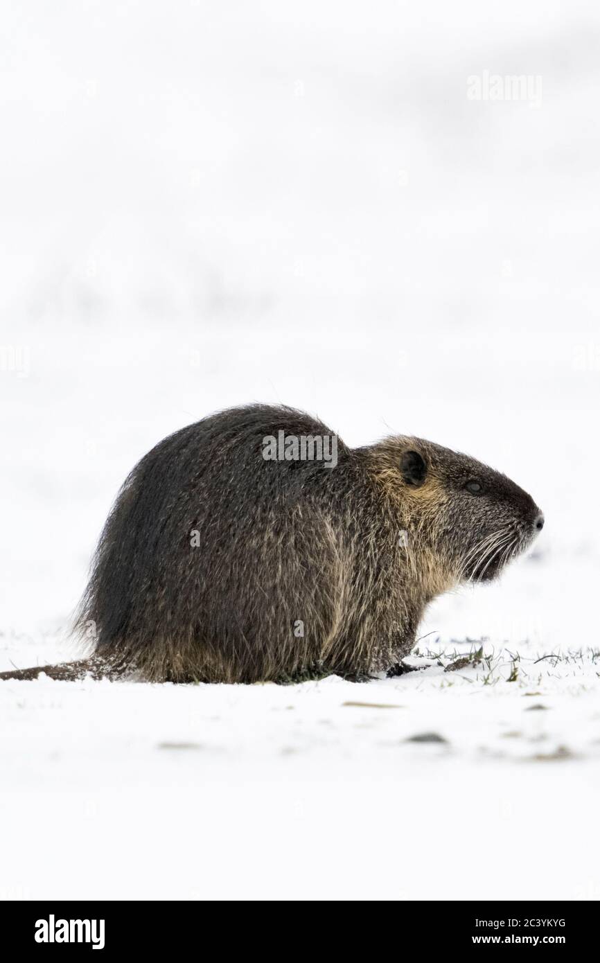 Coypu / River rat / Nutria ( Myocastor coypus ) in winter, feeding on snow covered farmland, wildlife, Europe. Stock Photo