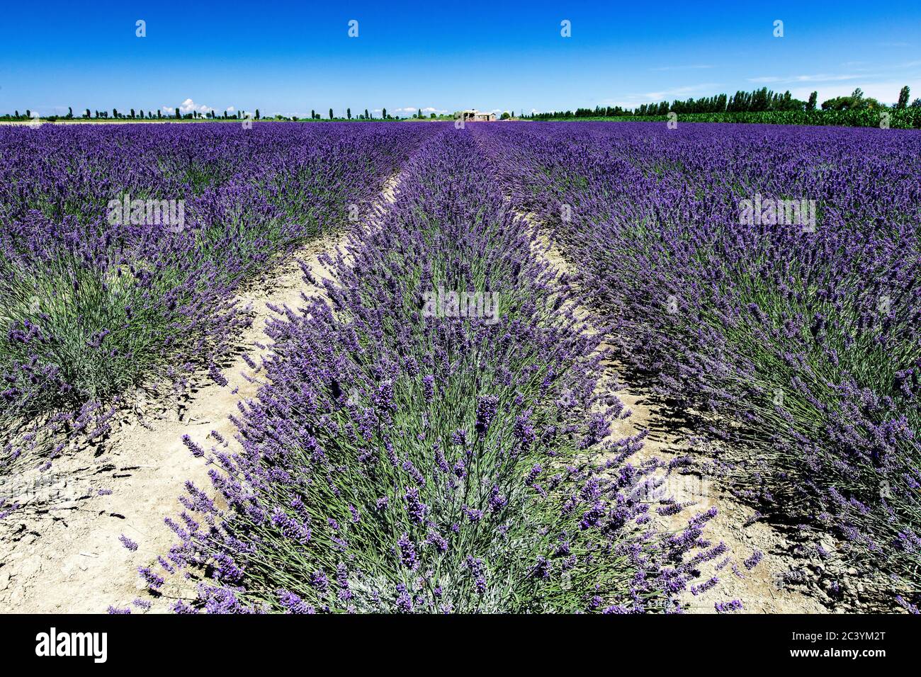 lavender field on the Po delta Stock Photo