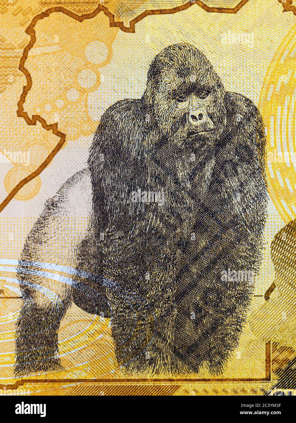 Gorilla a portrait from Ugandan money Stock Photo