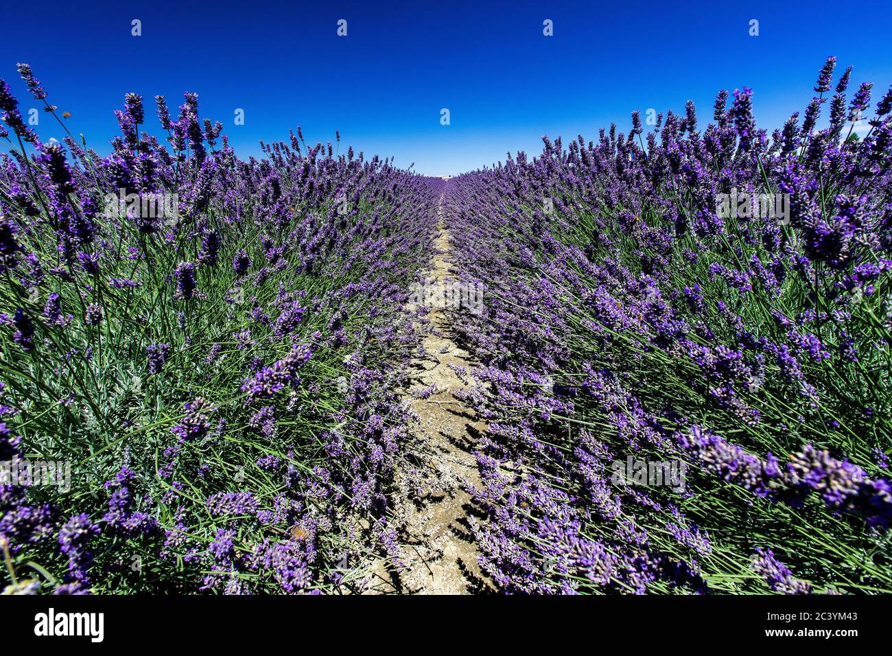 lavender field on the Po delta Stock Photo