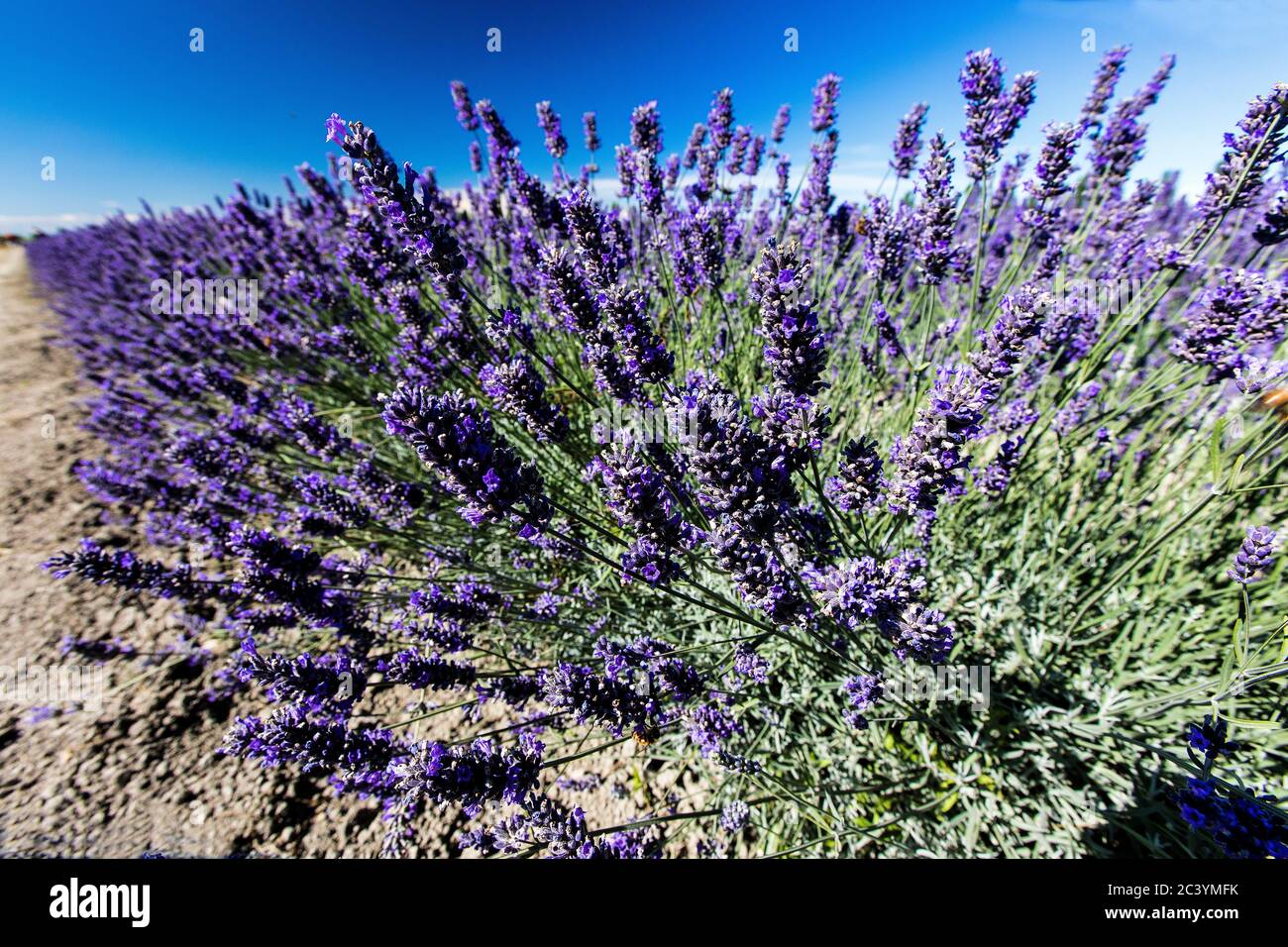 lavender field on the Po delta Stock Photo