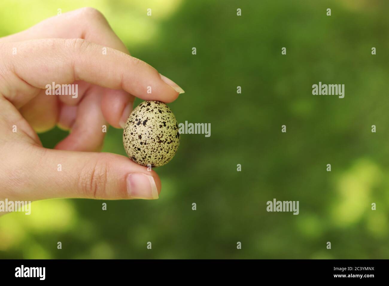 hand of a young woman holding a quail egg in front of a green meadow on a sunny day Stock Photo