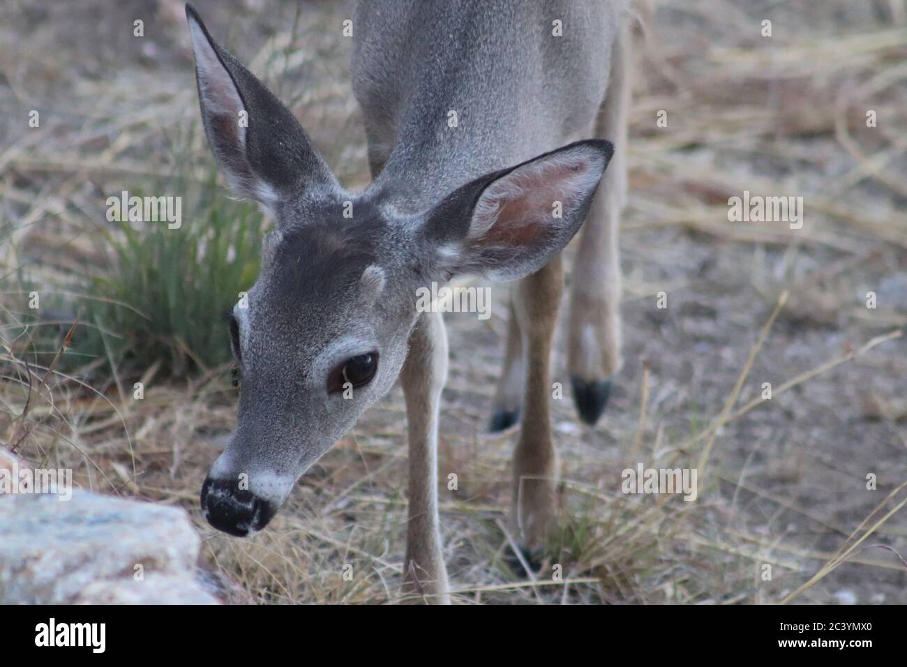 Ramsey Canyon Deer 1 Stock Photo