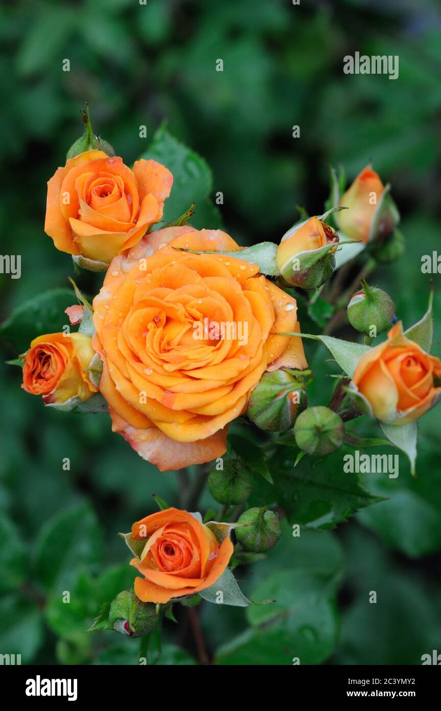 Roses bloom in the sun in the summer garden closeup Stock Photo Alamy