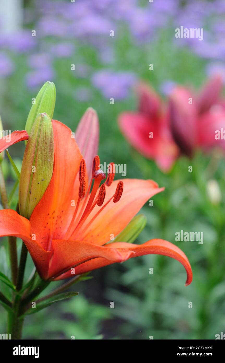 Maroon lilies in flowerbed closeup. Shallow depth of field Stock Photo