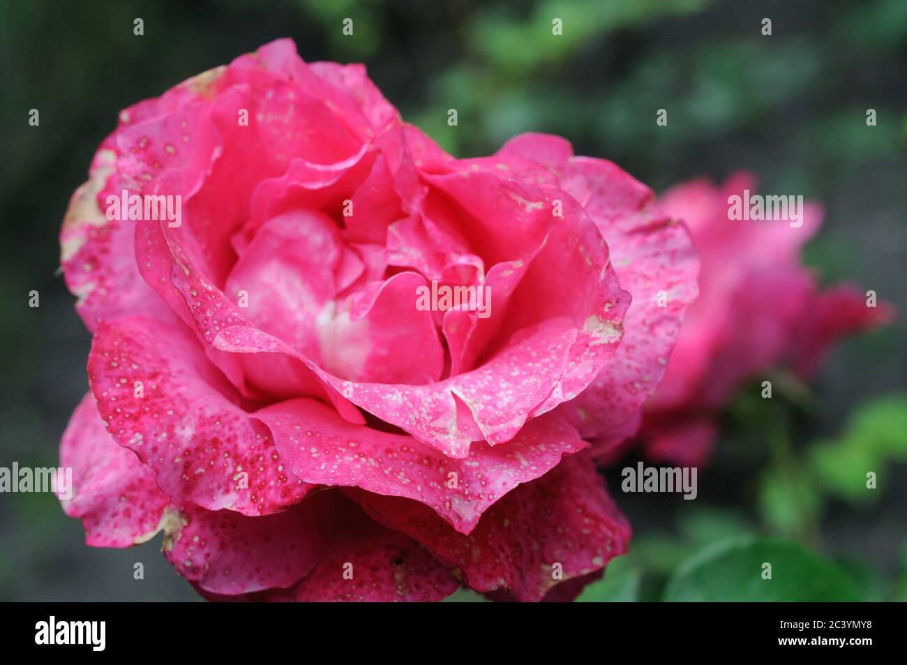 ink roses bloom in the sun in the summer garden Stock Photo