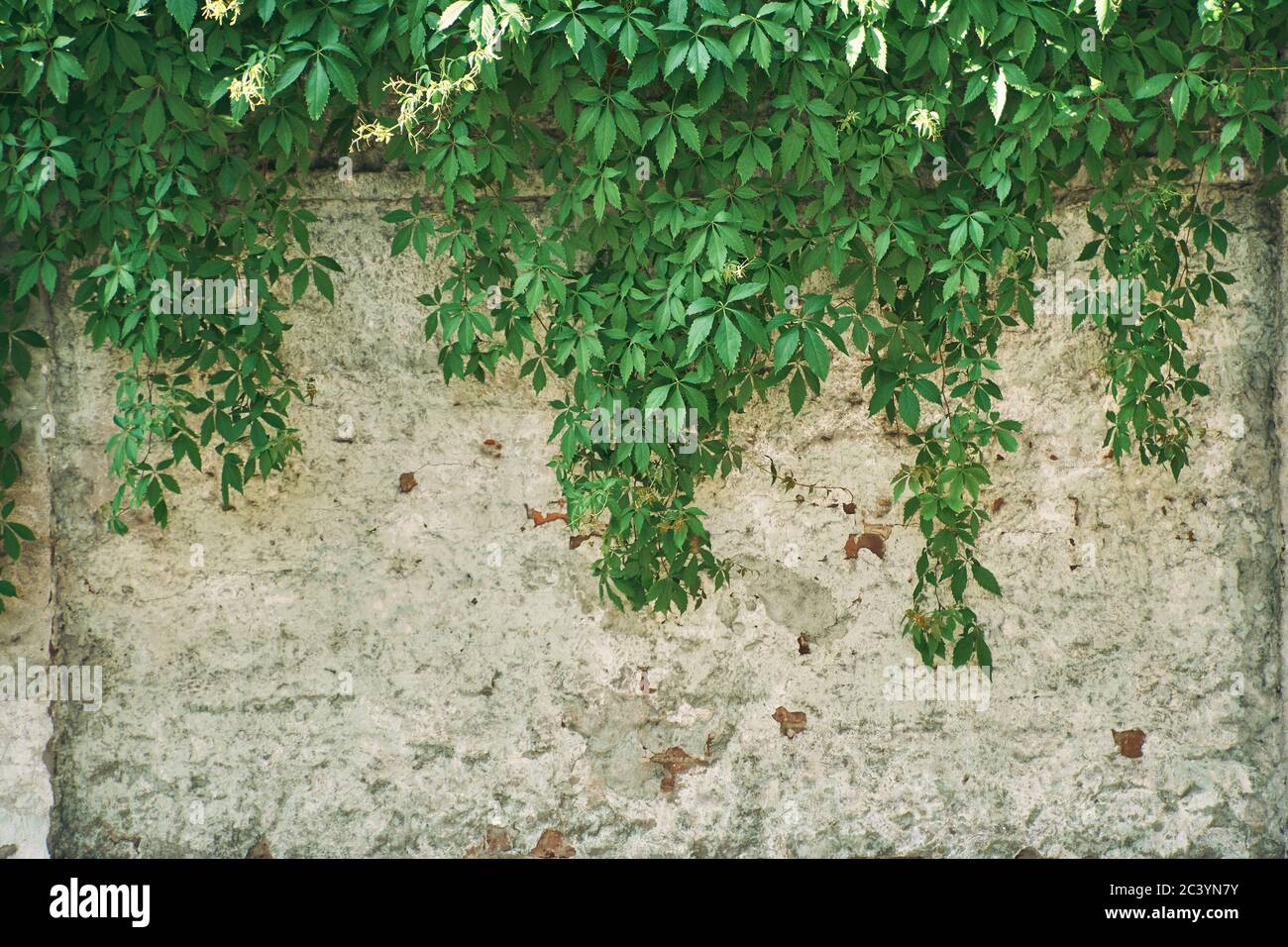 The Green Creeper Plant on wall. Background. Stock Photo