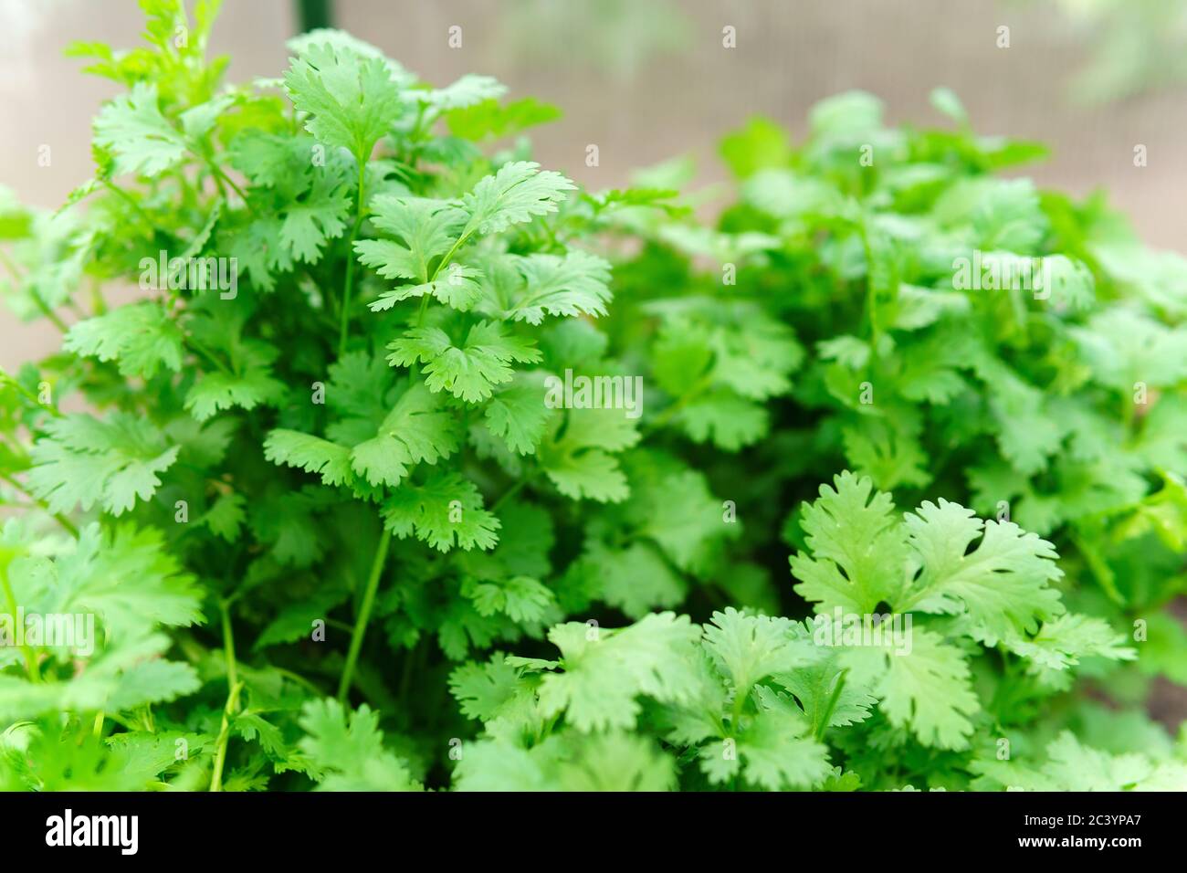 Coriander is loaded with antioxidants, vitaminA, vitaminC and
