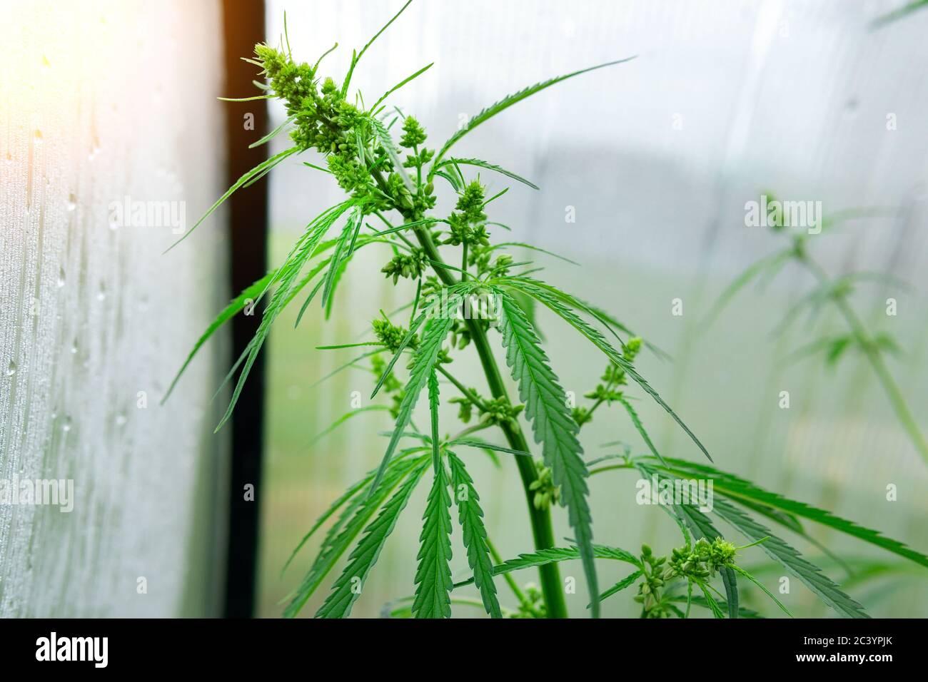 Marijuana Commercial Cultivation, Greenhouse, Equipment for growing cannabis Stock Photo Alamy