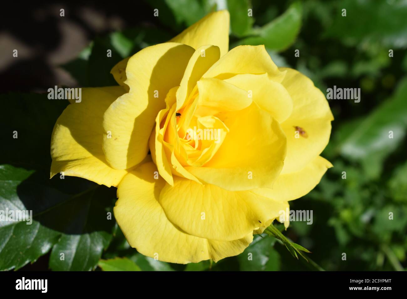 Germany rosegarden hi-res stock photography and images - Alamy
