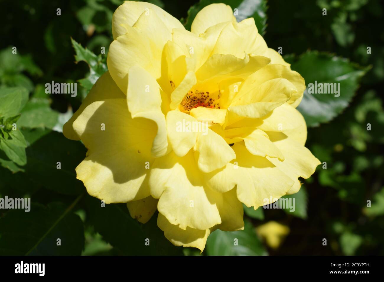 Germany Rosegarden High Resolution Stock Photography and Images - Alamy
