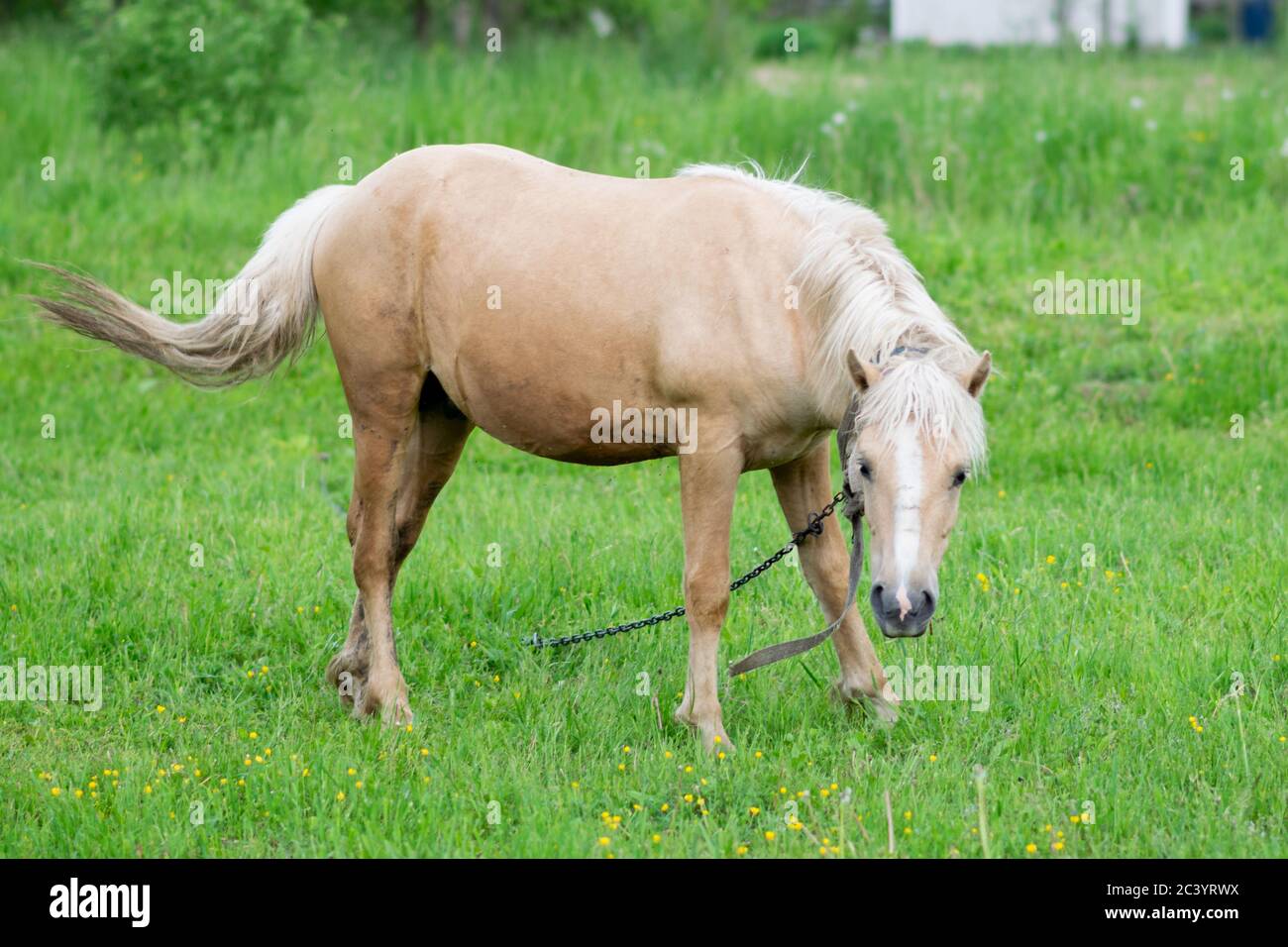 Palomino golden mane hires stock photography and images Alamy