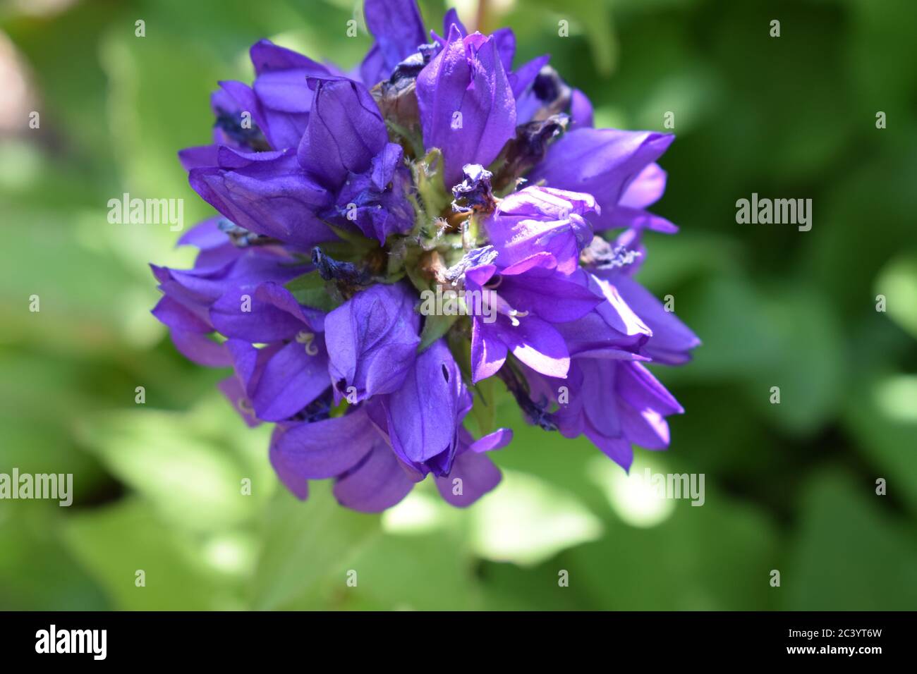 purple sage flower Stock Photo Alamy