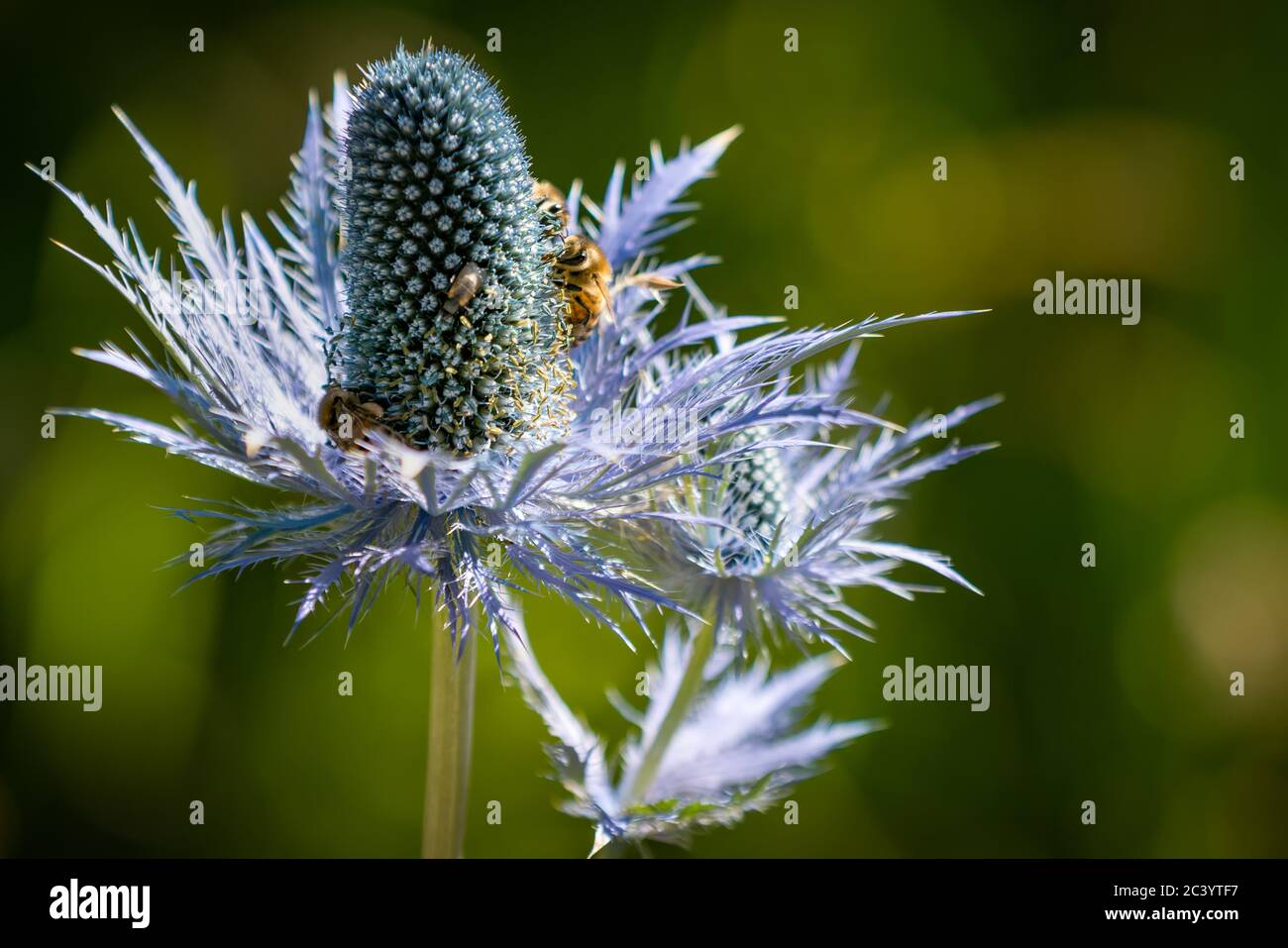 Alpine Sea Holly (Chardon Bleu) close-up with bees in the Ecrins National Park in summer. Hautes-Alpes, Col du Lautaret, Alps, France Stock Photo