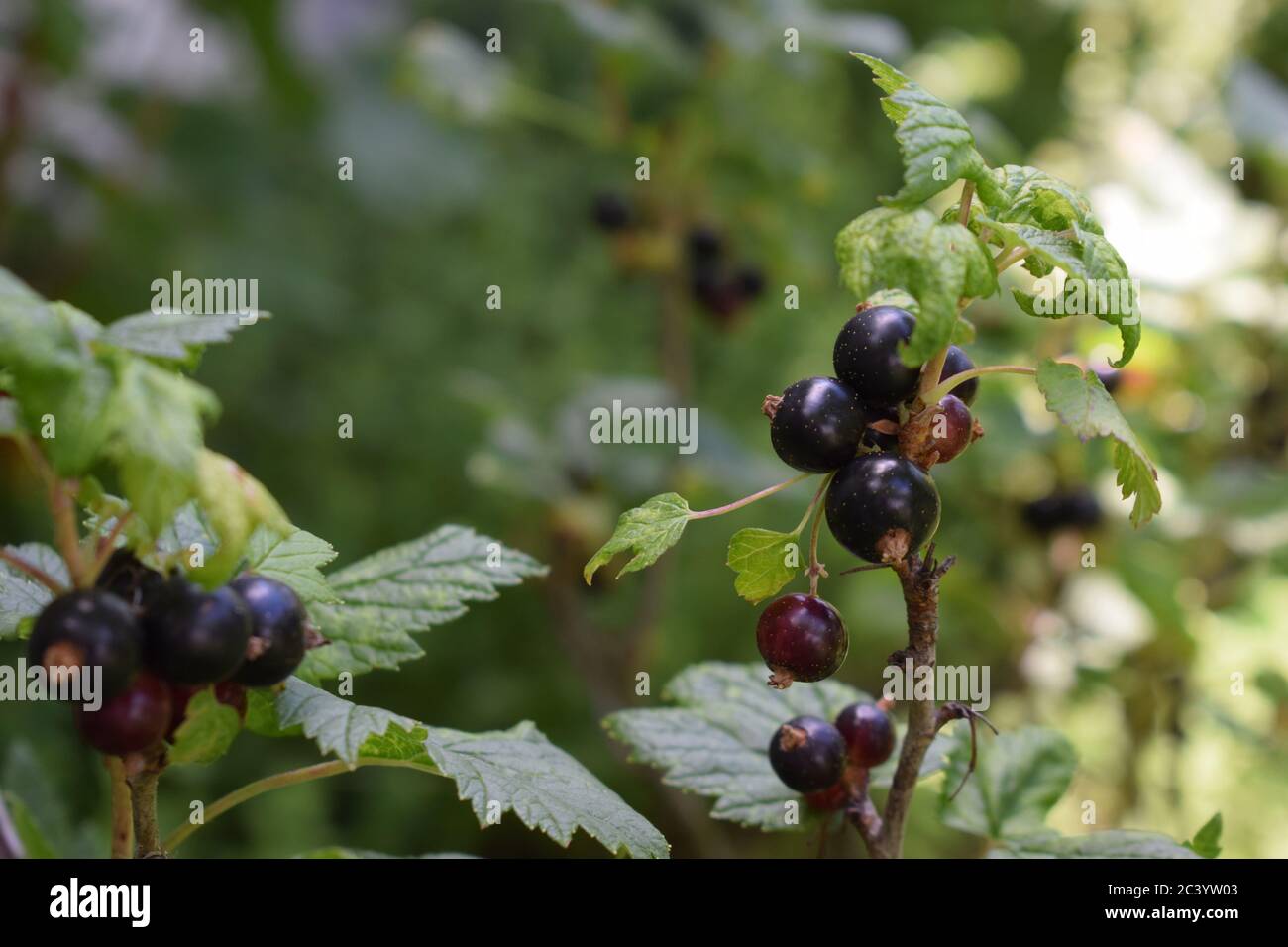 Ribis hi-res stock photography and images - Alamy