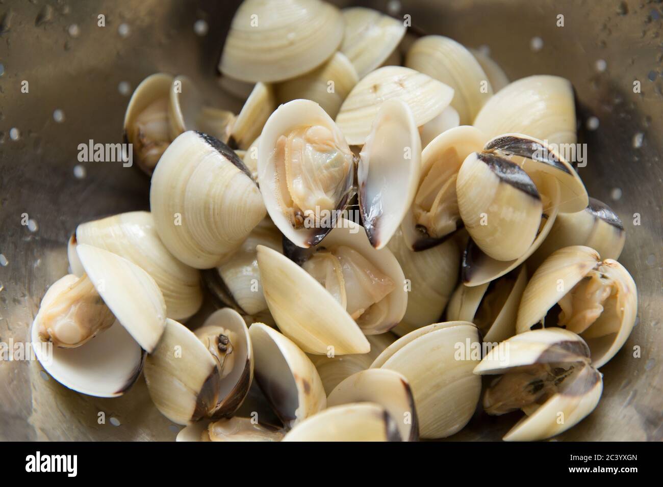 Pre-cooked, vacuum packed, defrosted white clams, Meretrix lyrata, imported from Vietnam and bought from a Waitrose store. Dorset England UK GB Stock Photo