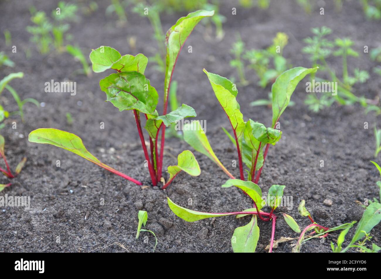 Leaf of beet root. Fresh green leaves of beetroot or beet root seedling. Row of green young beet leaves growth in organic farm. Stock Photo