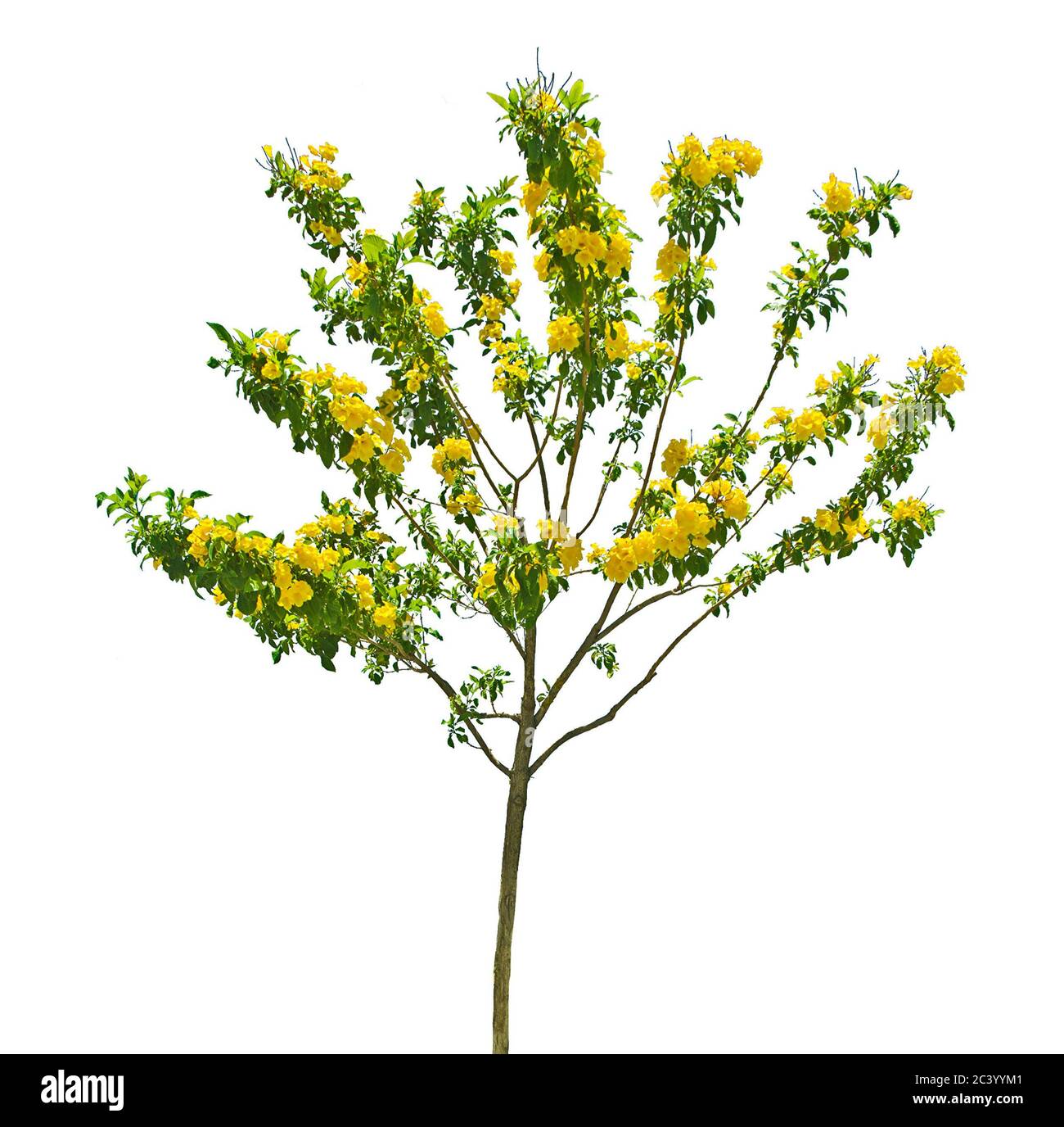 Tree with yellow flowers on white backgound Stock Photo Alamy
