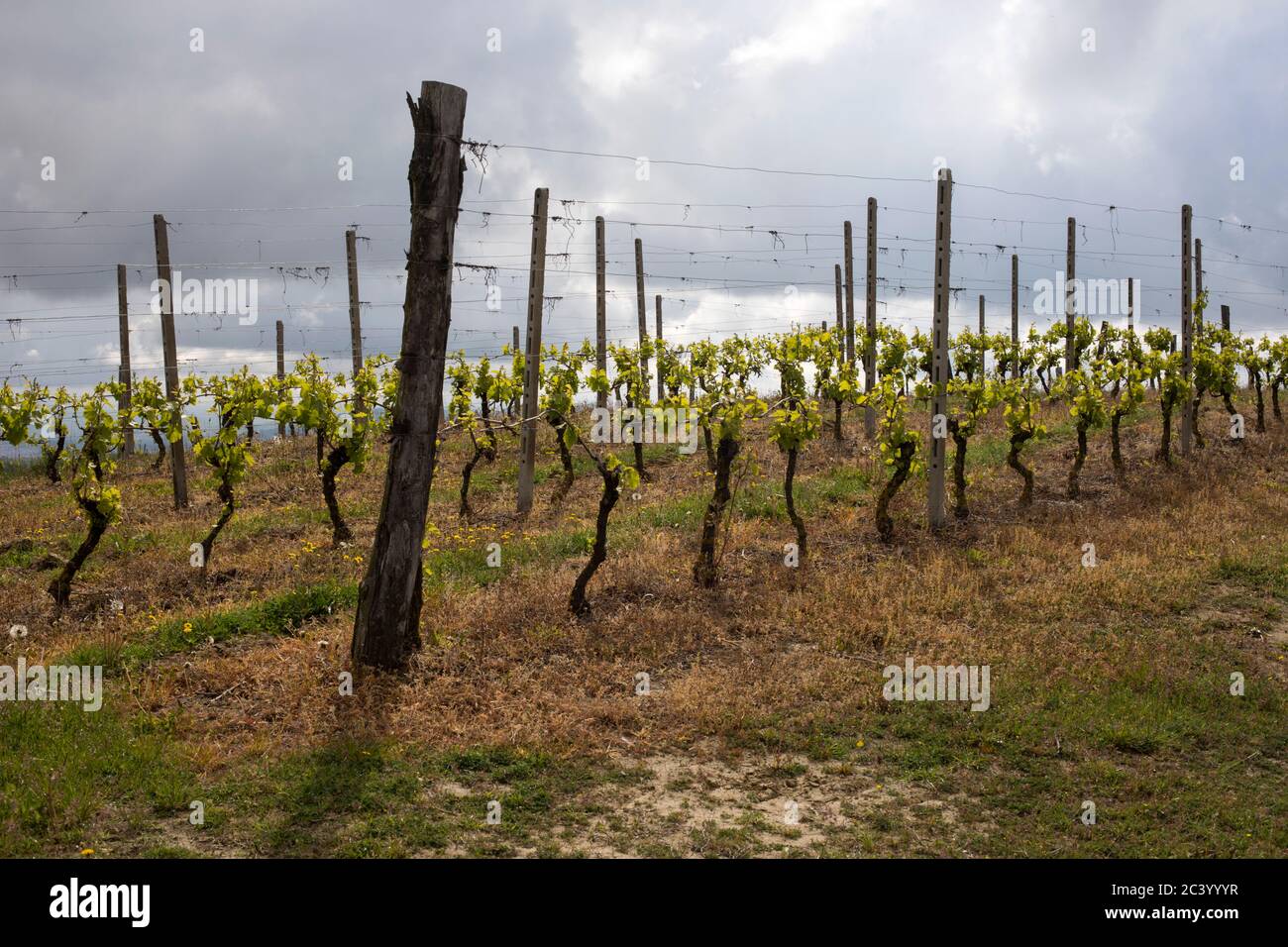 Grape vine near Sessame, Bormida Valley, Piedmont, Italy Stock Photo