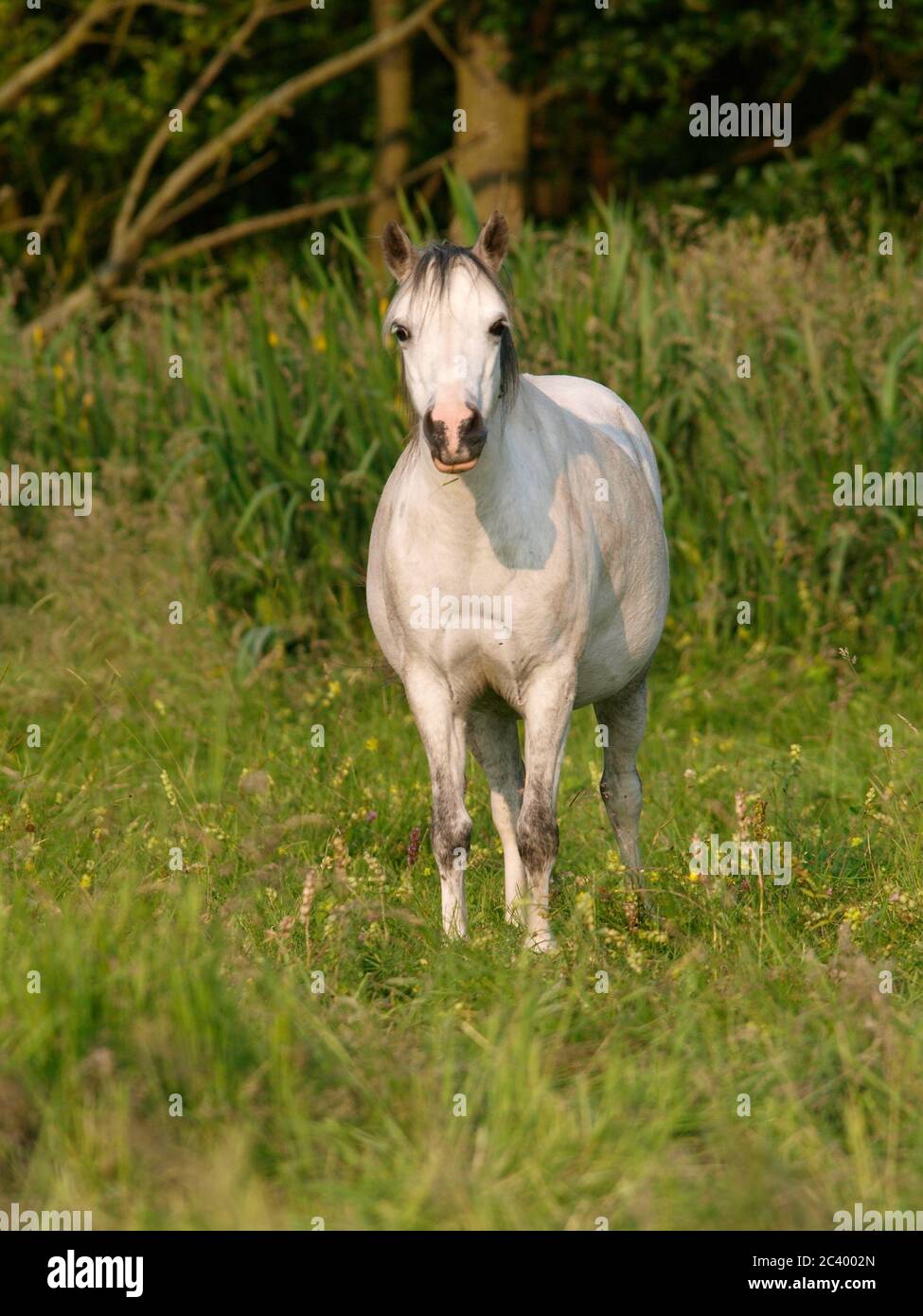 An overweight grey Welsh pony stands in a summer paddock. Stock Photo
