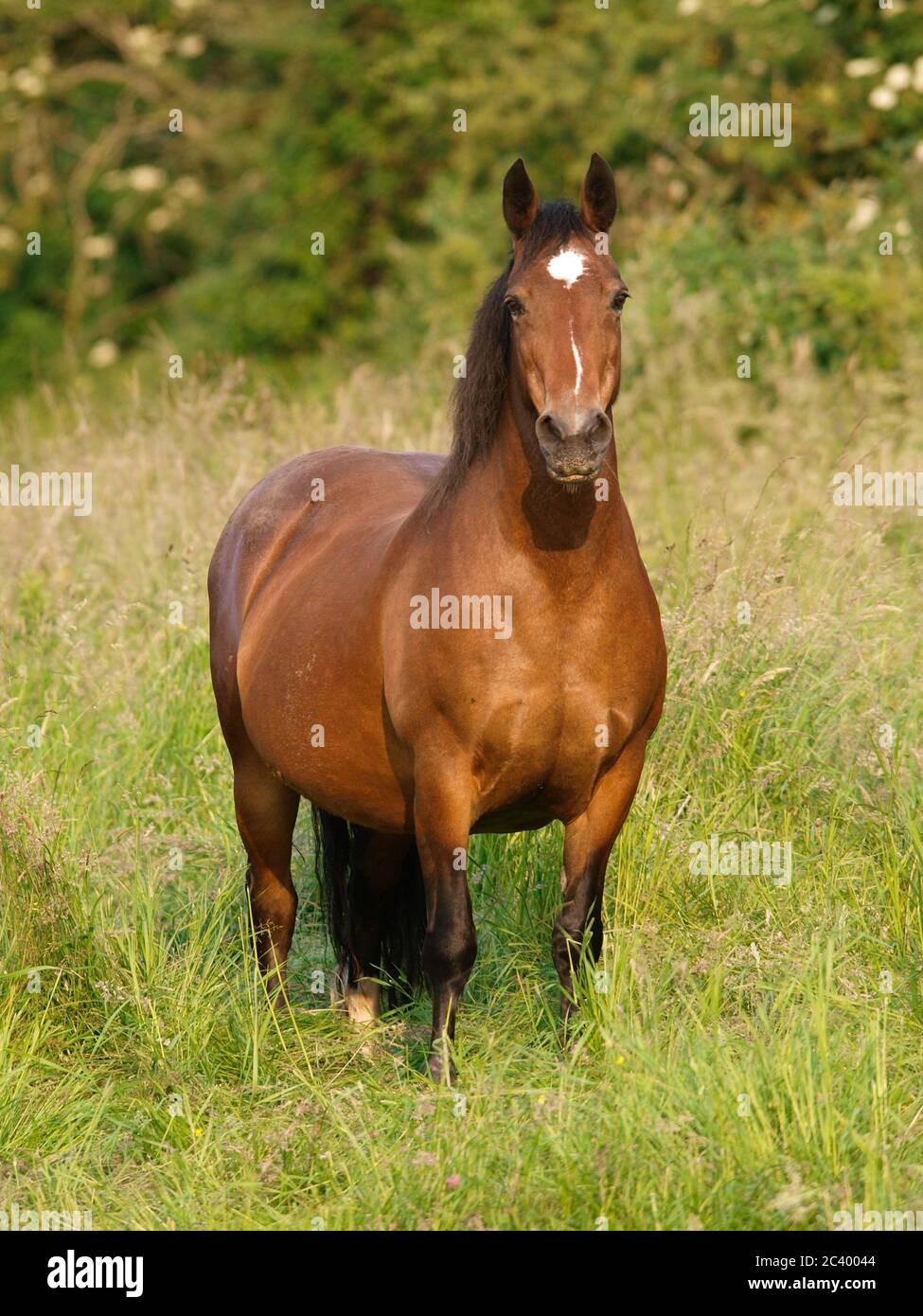 A pretty native pony stands in a summer paddock of long grass. Stock Photo