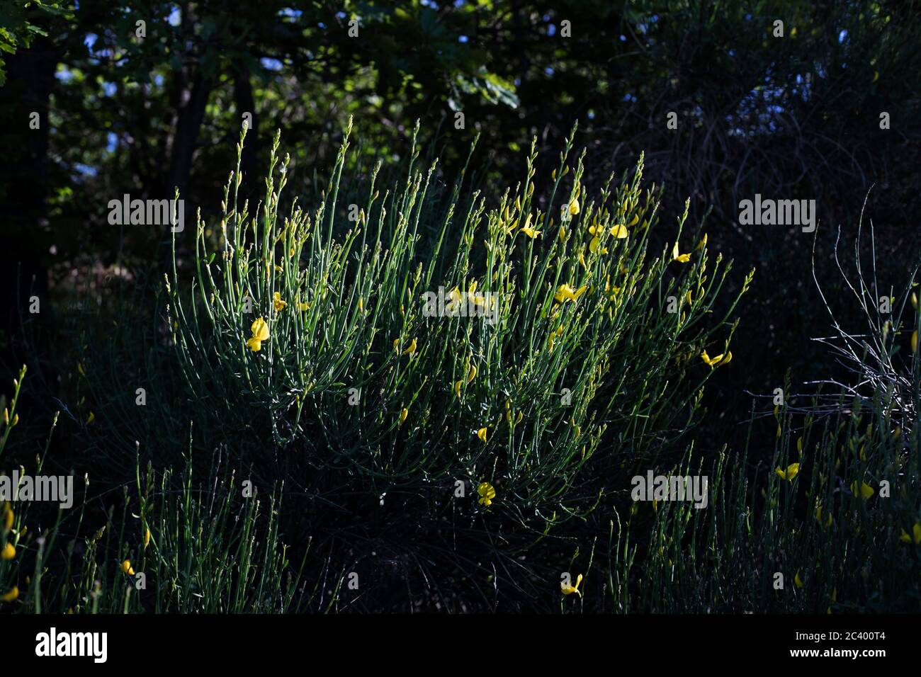 Broom shrubs hires stock photography and images Alamy