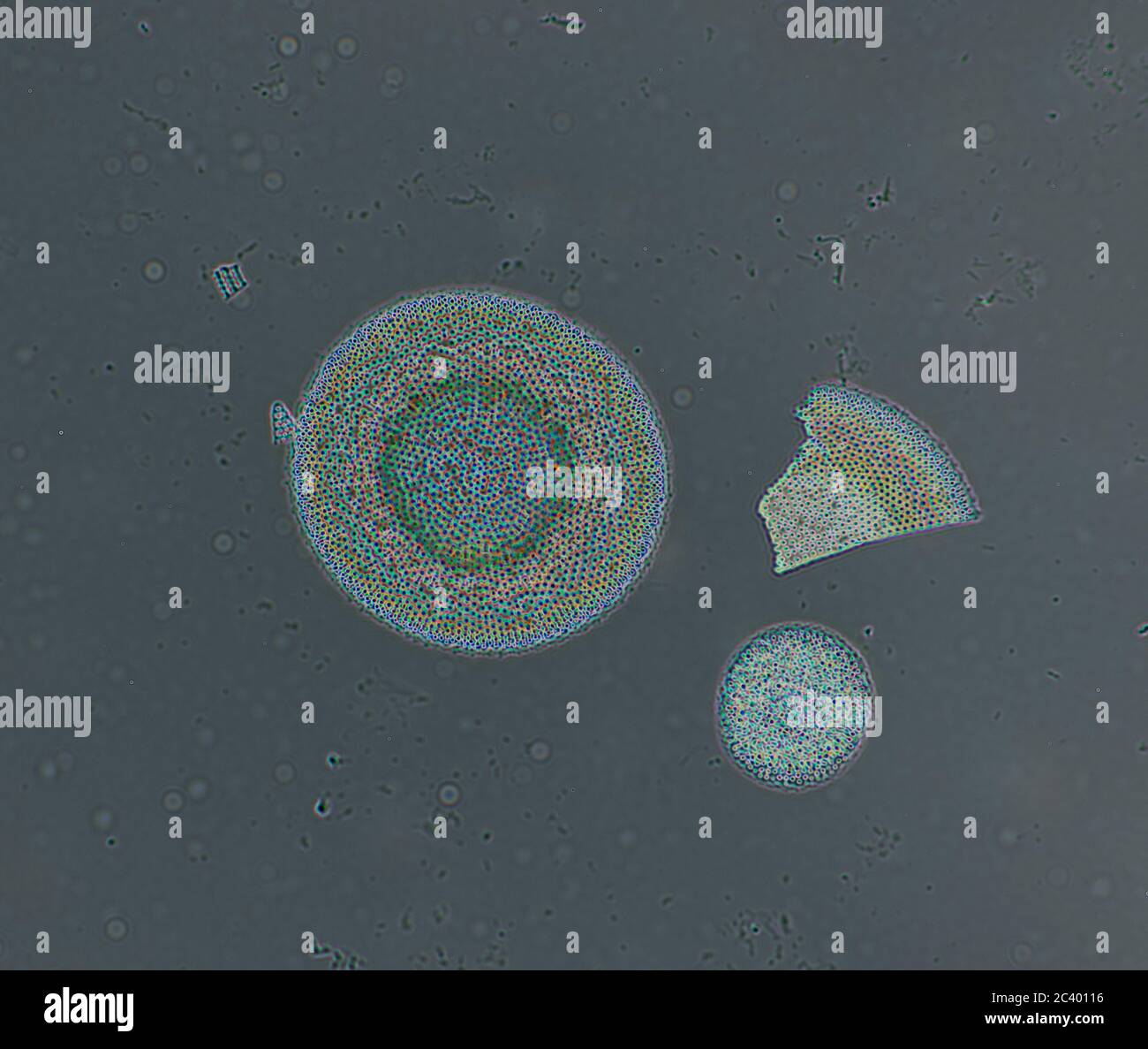 Phytoplankton arctic hi-res stock photography and images - Alamy