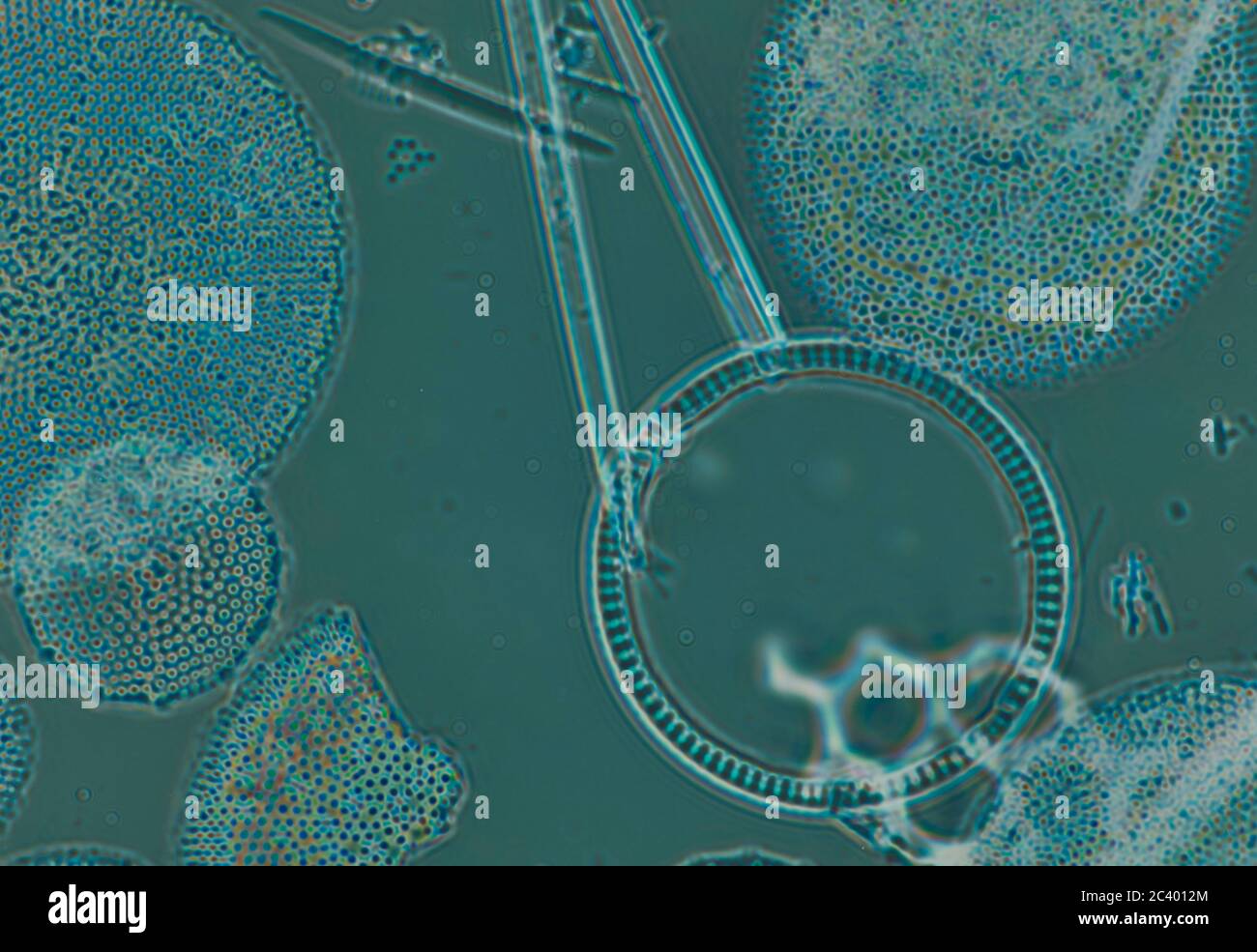 Phytoplankton arctic hi-res stock photography and images - Alamy